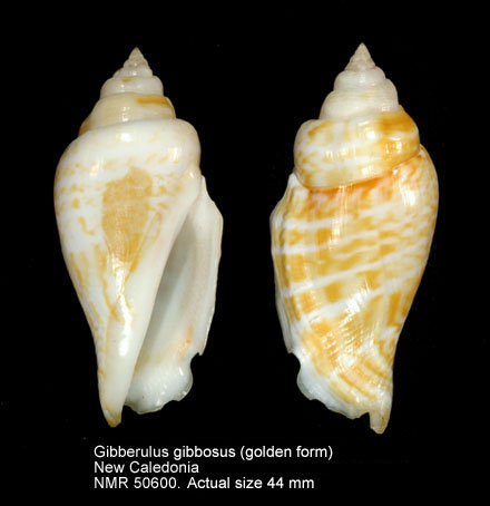 Gibberulus gibbosus (2).jpg - Gibberulus gibbosus (Röding,1798)